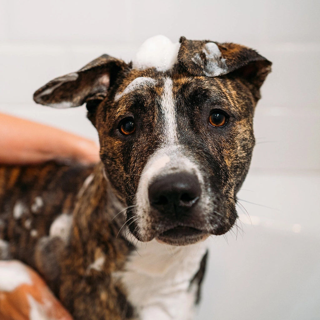 DOGGY'POO Shampoo